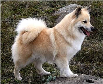 Download About Ringo: My Icelandic Sheepdog | Pet Dog Lover